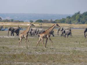 Crossing paths: giraffe and elephant