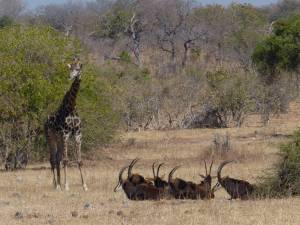 Giraffe and sable antelope