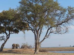 Small elephant and big tree