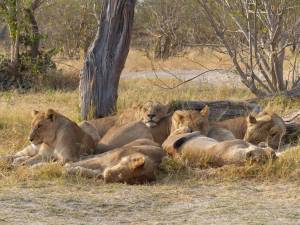Some beautiful lionesses we found about 1km away from our campsite